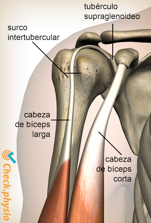 afbeelding_alt_schouder-sulcus-intertubercularis-tuberculum-supraglenoidale-biceps-brachii-caput-longum-breve