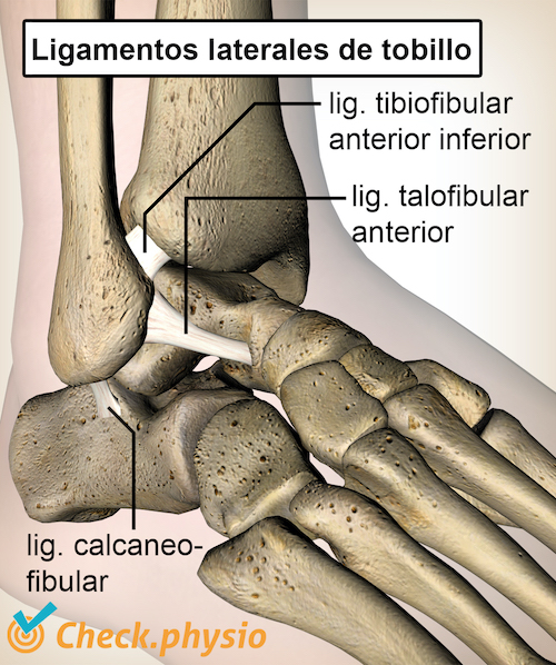 afbeelding_alt_enkel-banden-ligament-talofibulare-calcaneofibulare-tibiofibulare-anatomie